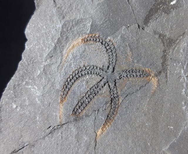Ophiura sp. LAMARCK 1801 - Bild © FossNet FossilienStore